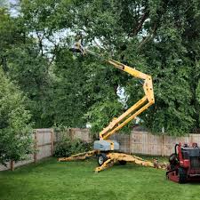 Best Storm Damage Tree Cleanup  in Clive, IA