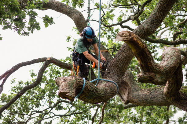 Clive, IA Tree Services Company