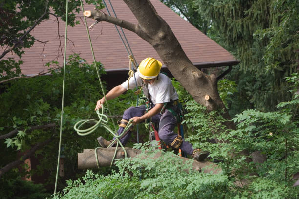 Best Tree Removal Service  in Clive, IA